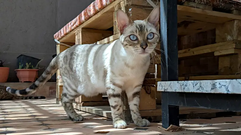 unique female cat names