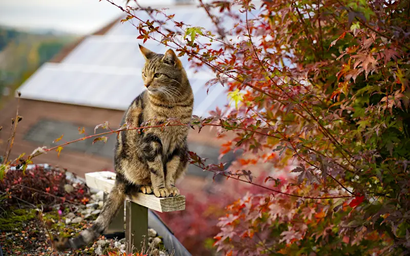unique male cat names: cat outdoors