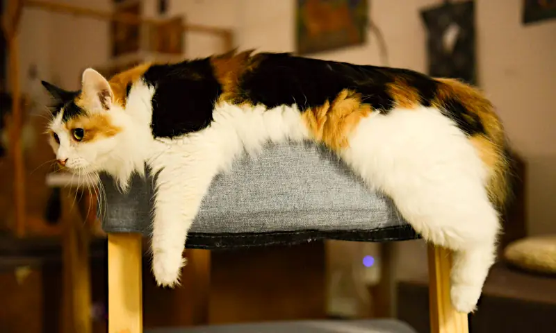 unique male cat names: cat lying on stool