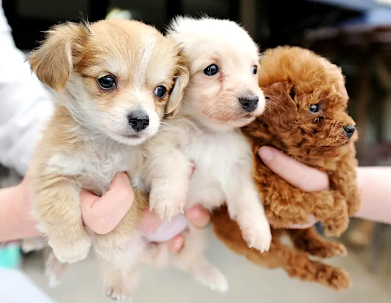 unique puppy names