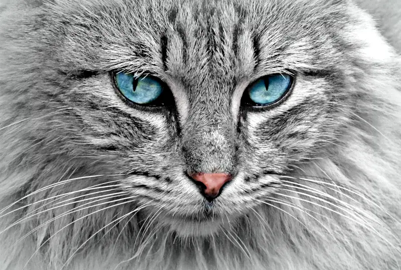 unusual cat names: closeup of cat face