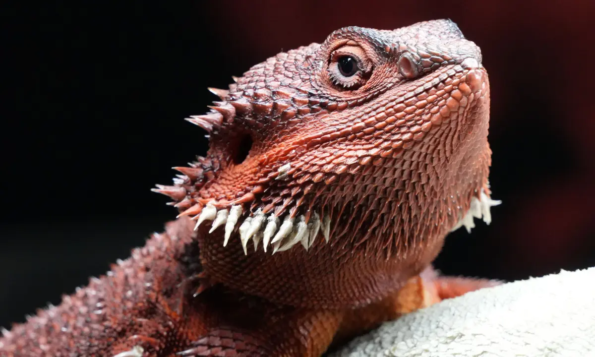 bearded dragon names