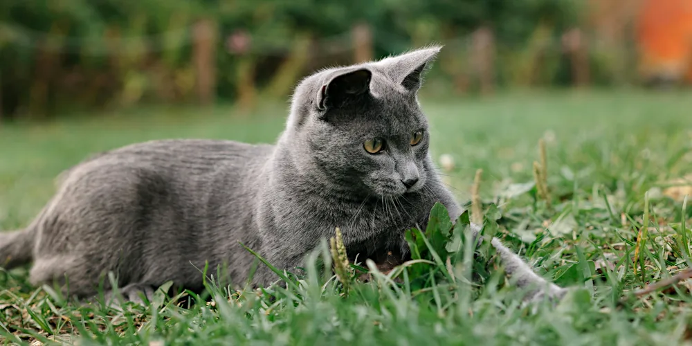 Cute Russian Cat Names for Males: cat lying on the grass