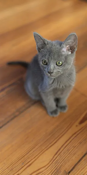 female russian cat names: cute kitten