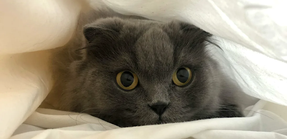 Female Russian cat names: Cat hiding under bedding