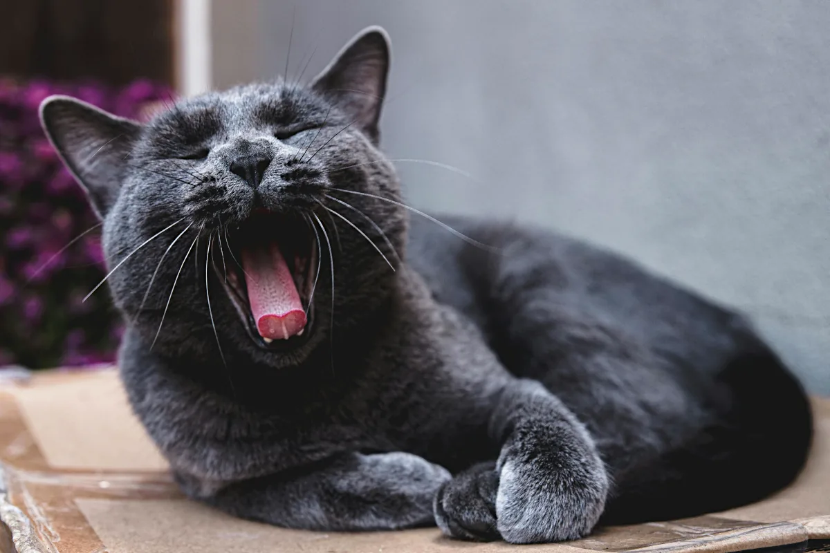 Male Russian cat names: Photo of a Russian Blue Cat Lying Down and Yawning