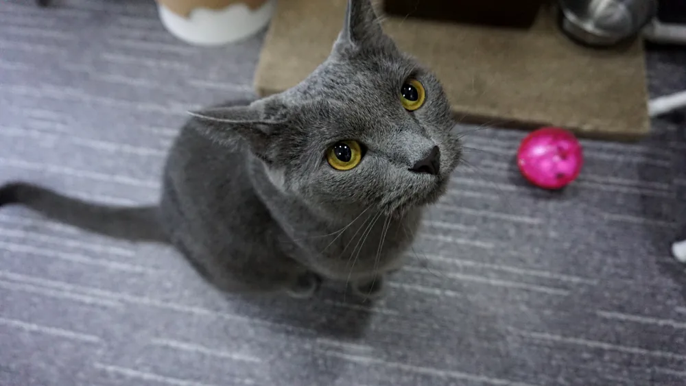 Male Russian Cat Names: names for male Russian Blue cats